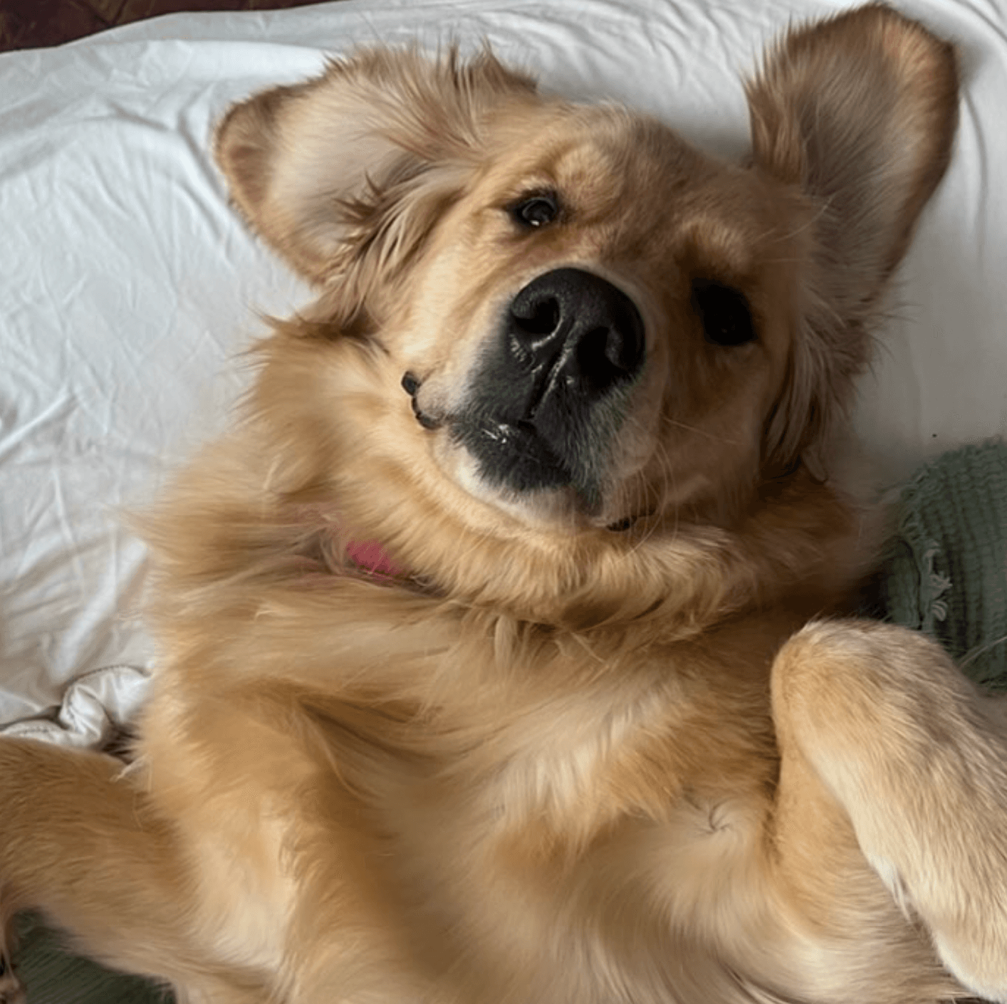 Sam's golden retriever